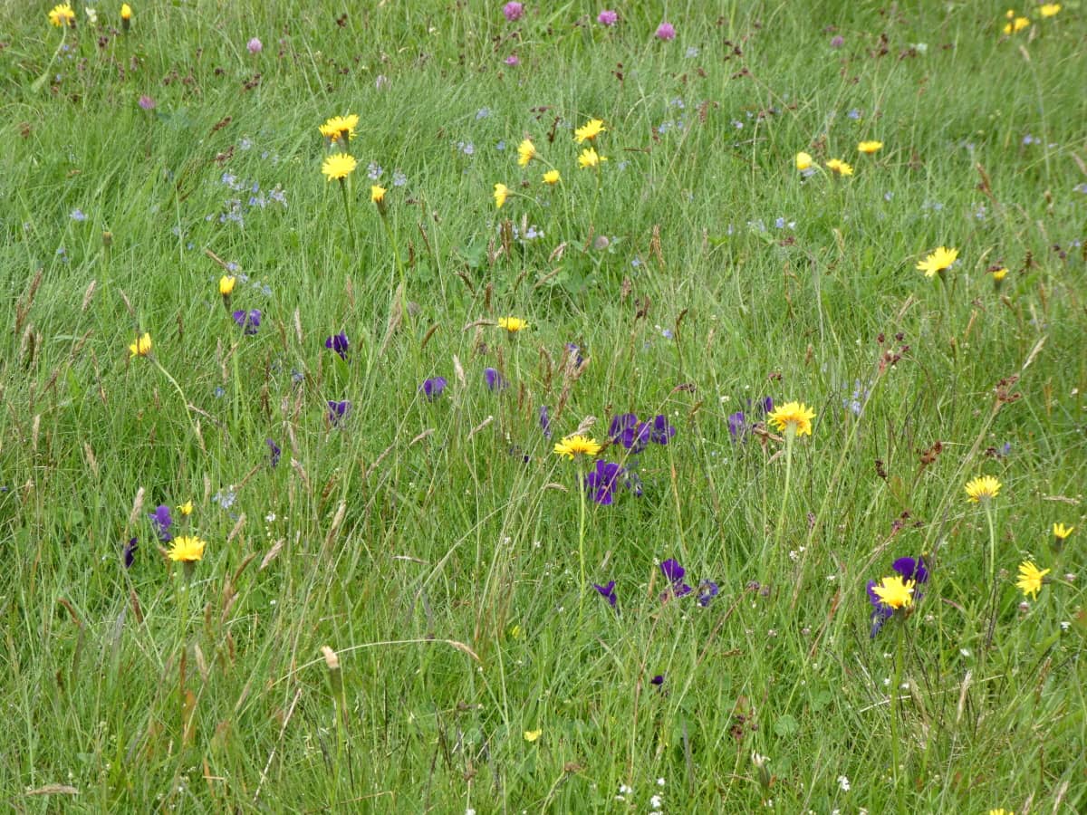 Multiples variétés de fleurs sauvages dans une prairie vosgienne.
