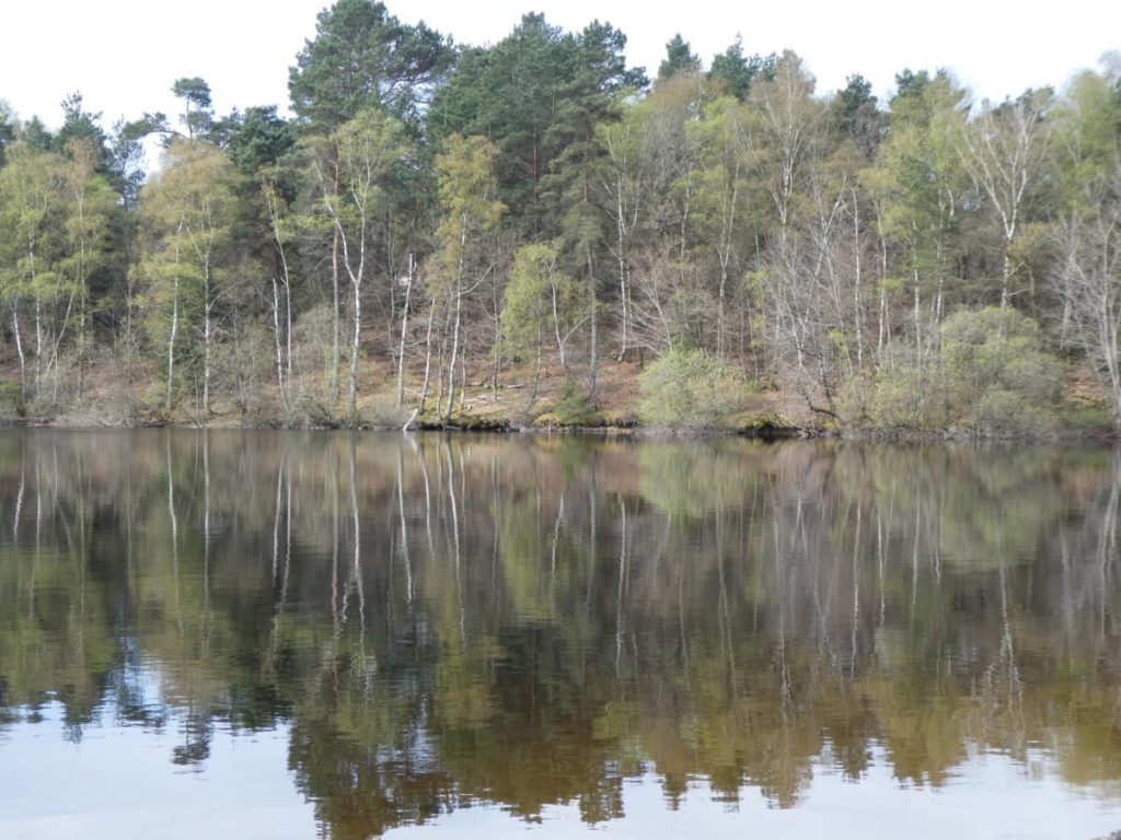 Arbres se reflétant dans le lac de Vassivière.