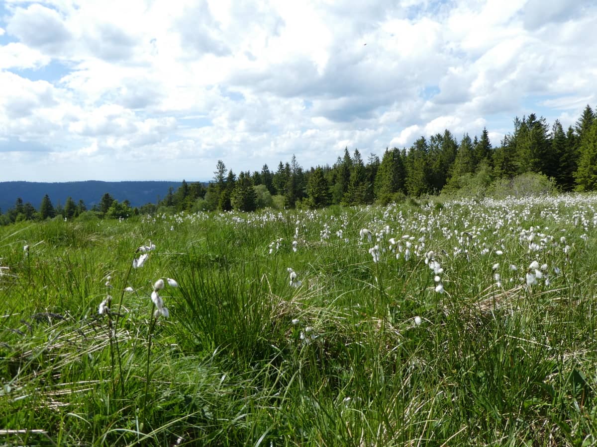 Des linaigrettes dans un champ dans les Vosges.