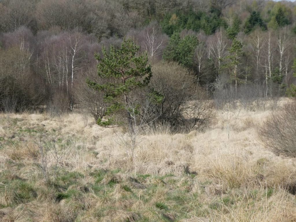 Touffes d'herbes séchées et arbres sur le plateau des Millevaches.