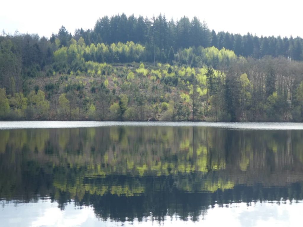 Reflets d'arbres dans le lac de Vassivière