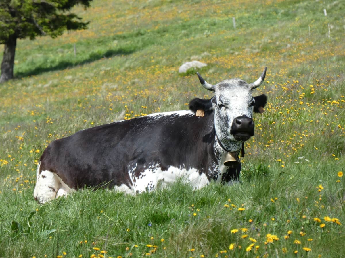 Une vache vosgienne couchée avec une cloche autour du cou.