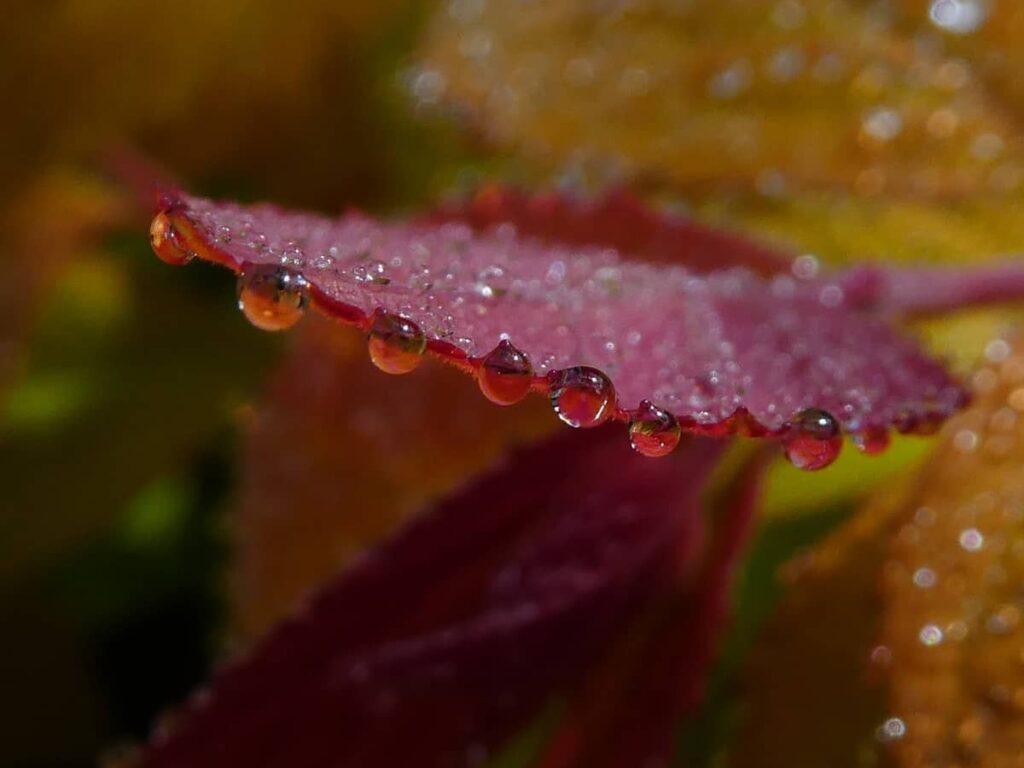Gouttes de rosée sur le bord d'une feuille rouge.