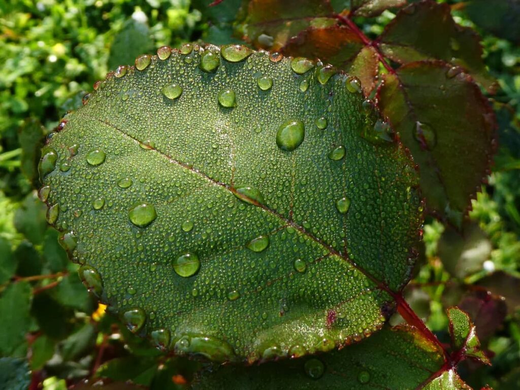 Gouttes de rosée sur une feuille verte.